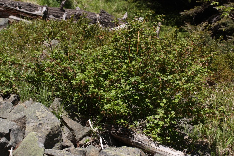 Prickly Currant
