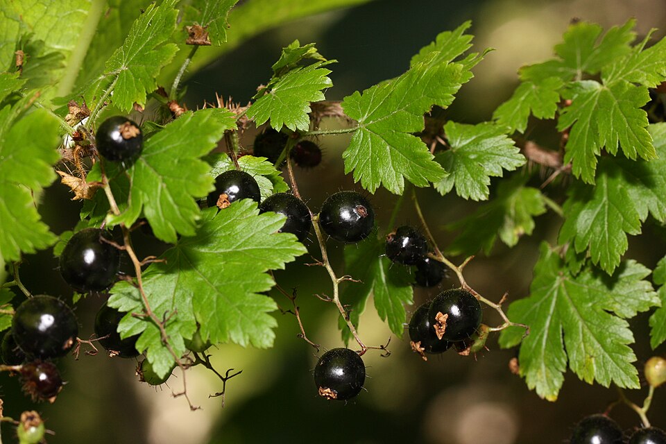 Prickly Currant photo 4