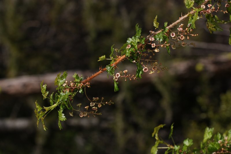 Prickly Currant photo 5