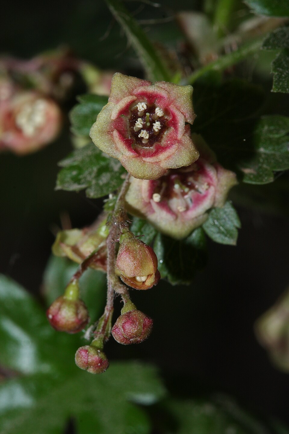 Prickly Currant photo 6