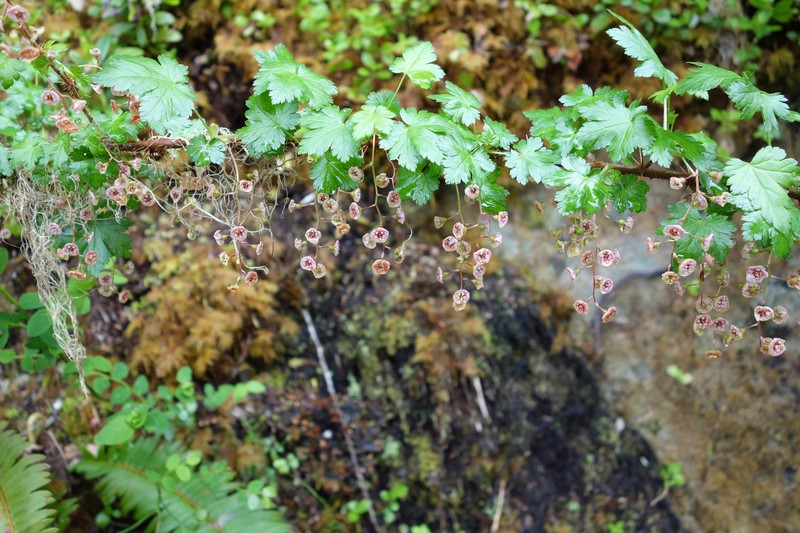 Prickly Currant photo 2