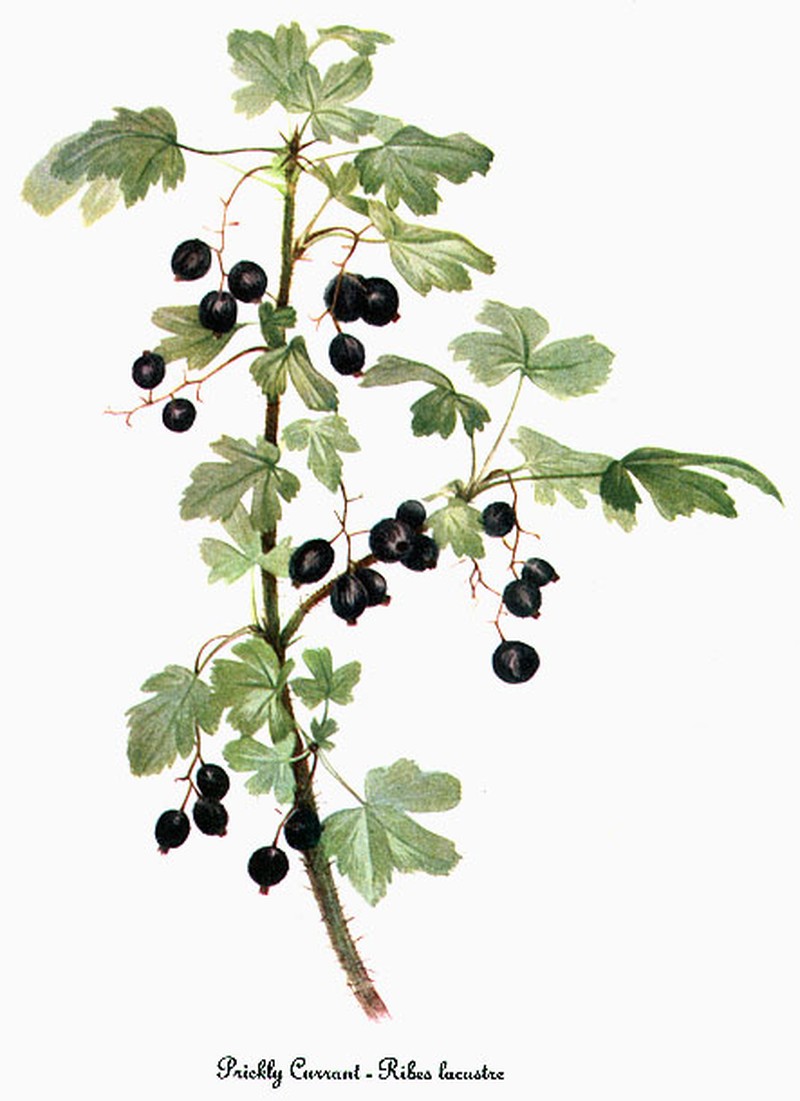 Prickly Currant photo 3