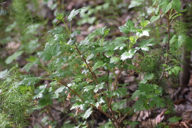 Prickly Currant photo 6