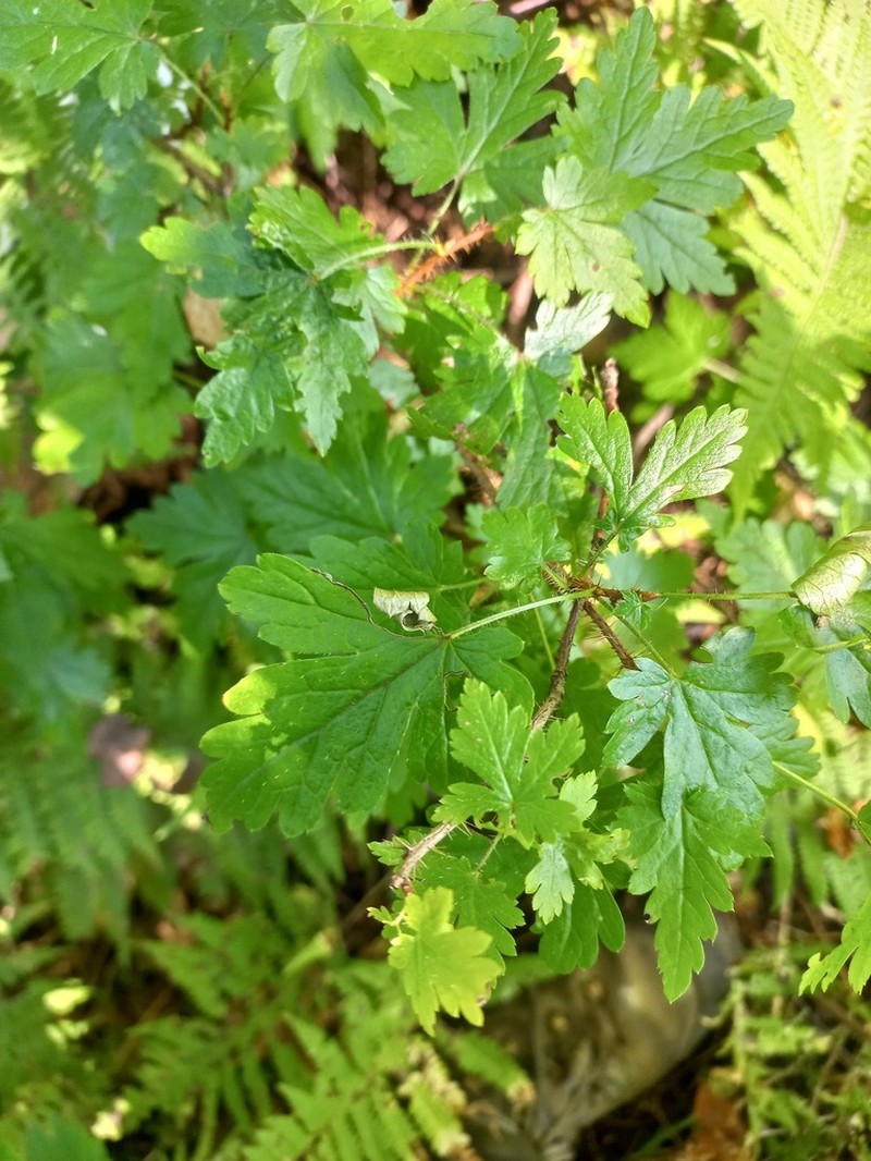 Prickly Currant photo 7