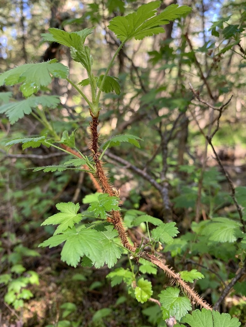 Prickly Currant photo 8