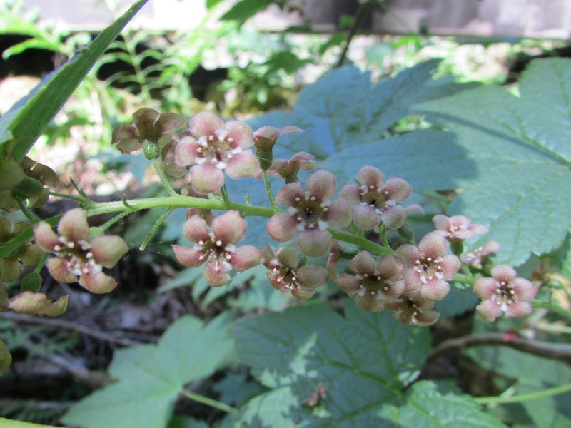 Trailing Black Currant photo 2