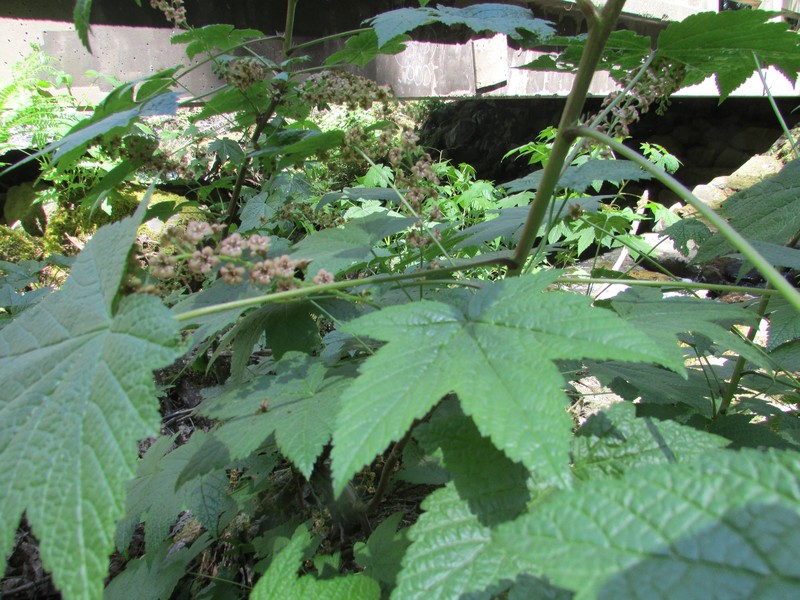 Trailing Black Currant photo 3
