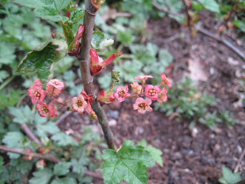 Trailing Black Currant photo 4