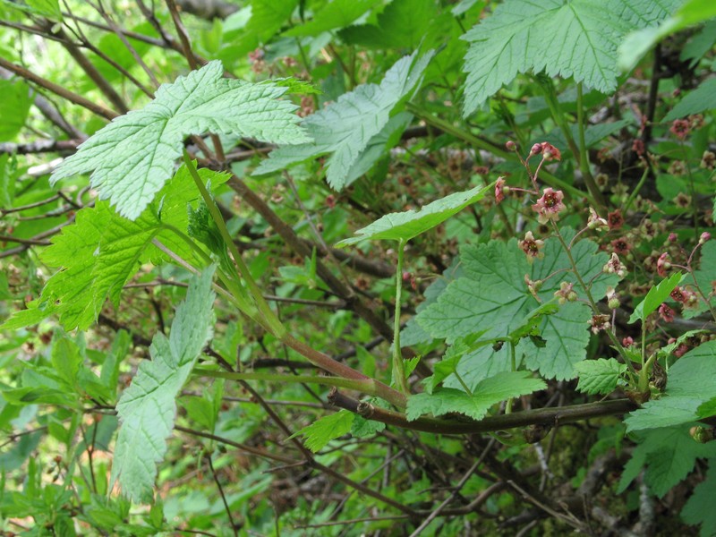Trailing Black Currant photo 5