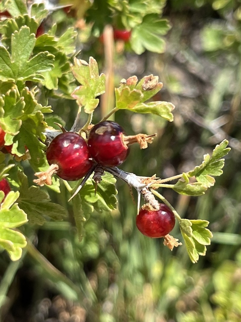 Alpine Gooseberry