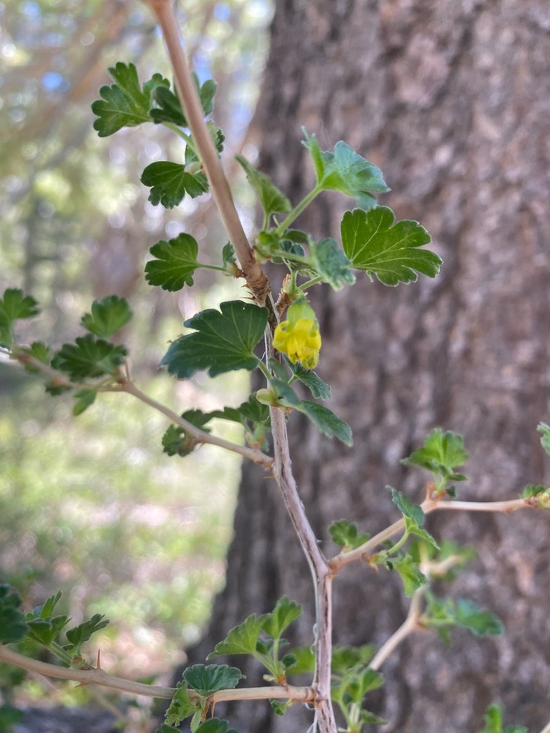 Alpine Gooseberry photo 2