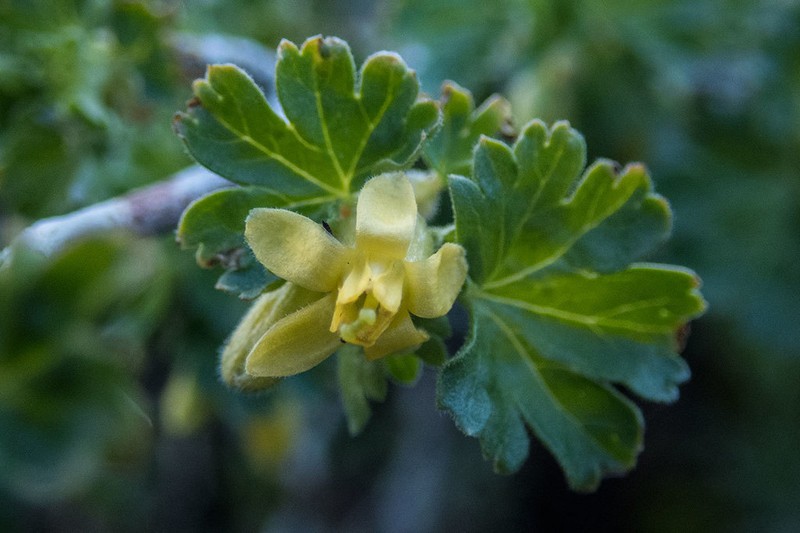 Alpine Gooseberry photo 3