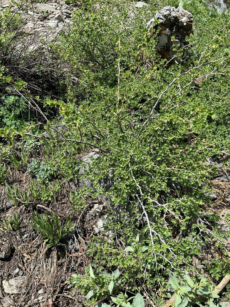 Alpine Gooseberry photo 4