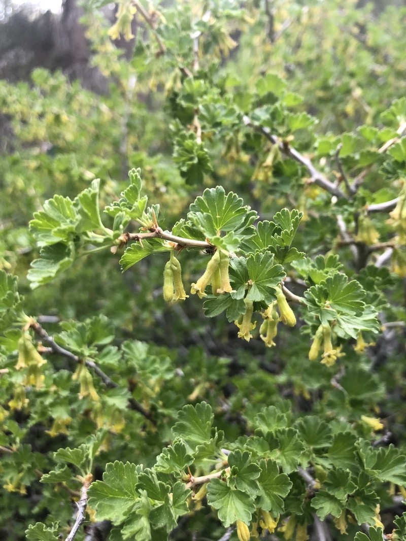 Alpine Gooseberry photo 5
