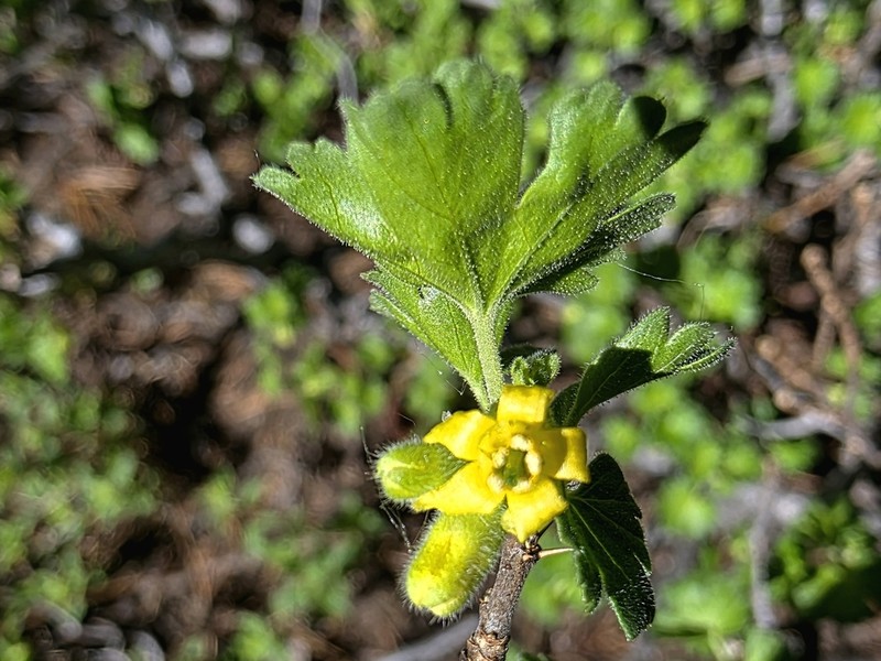 Alpine Gooseberry photo 6