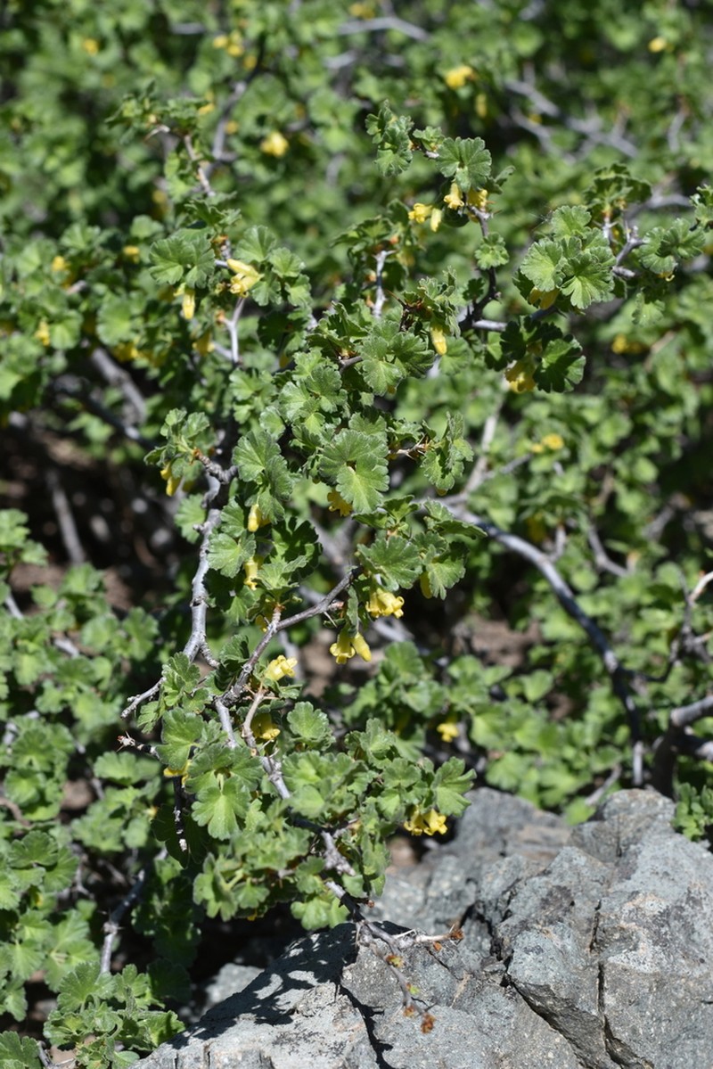 Alpine Gooseberry photo 7