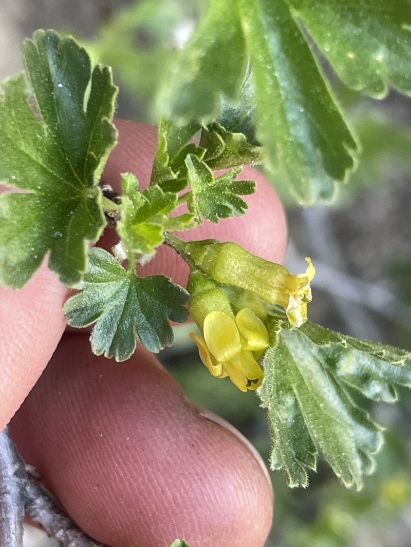 Alpine Gooseberry photo 8