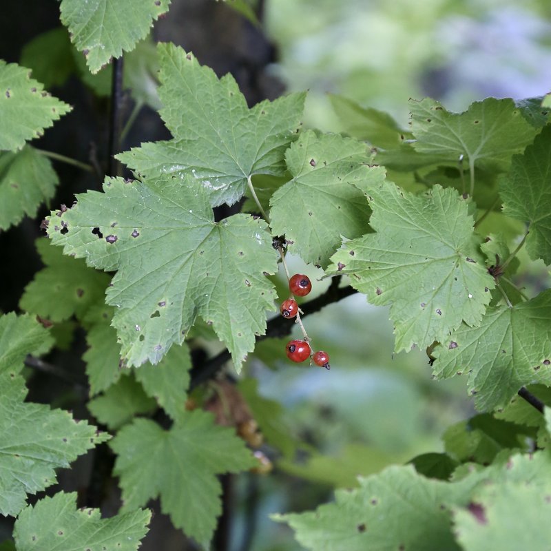Ribes latifolium