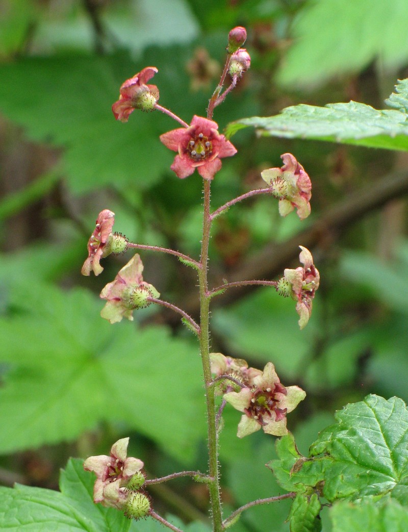 Trailing Black Currant