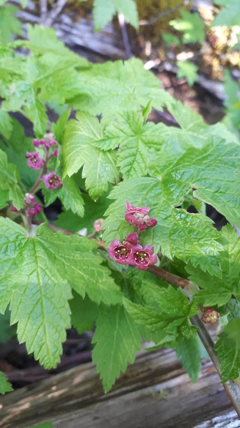 Trailing Black Currant photo 5