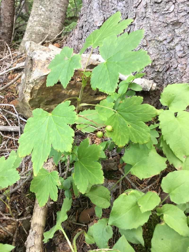 Trailing Black Currant photo 6