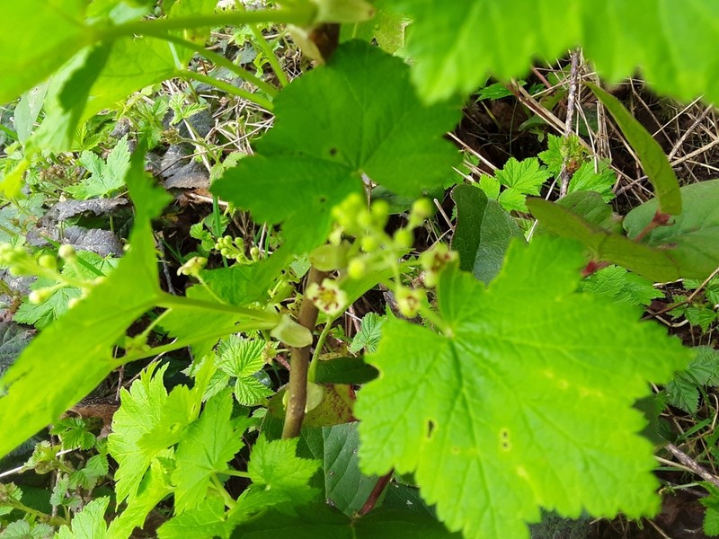 Trailing Black Currant photo 7