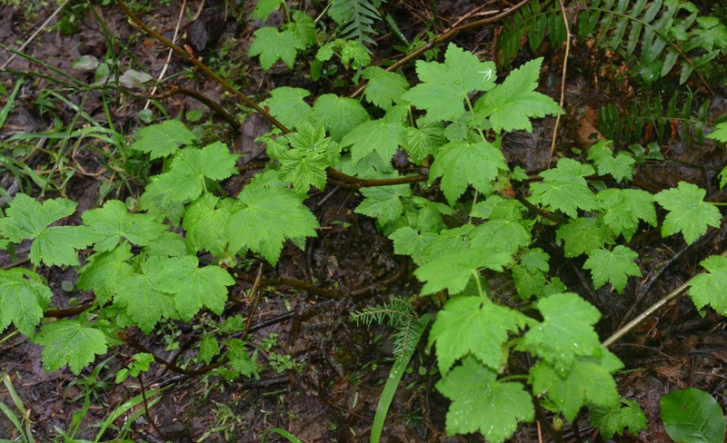 Trailing Black Currant photo 8