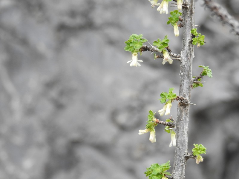 Trumpet Gooseberry photo 2