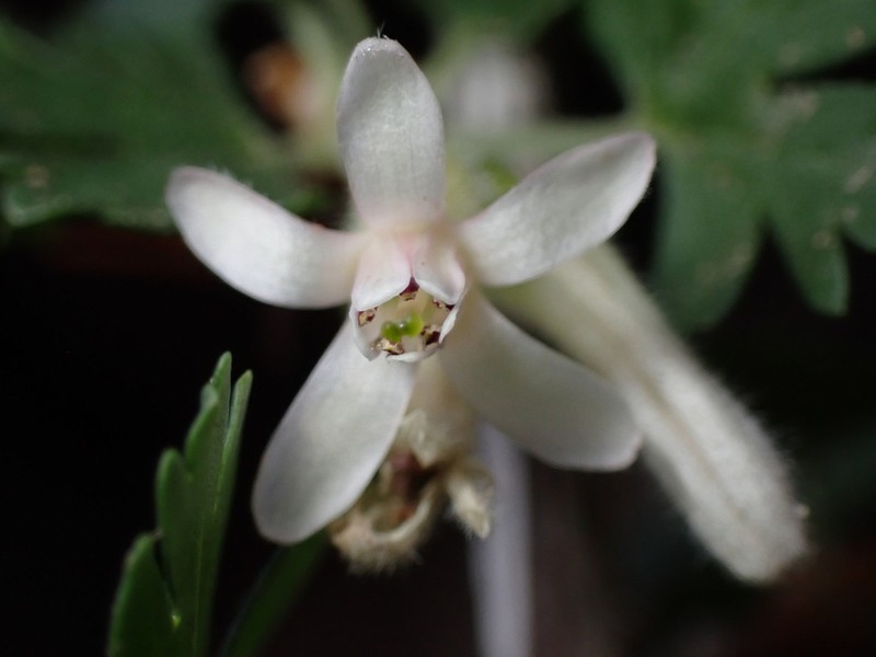 Trumpet Gooseberry photo 3
