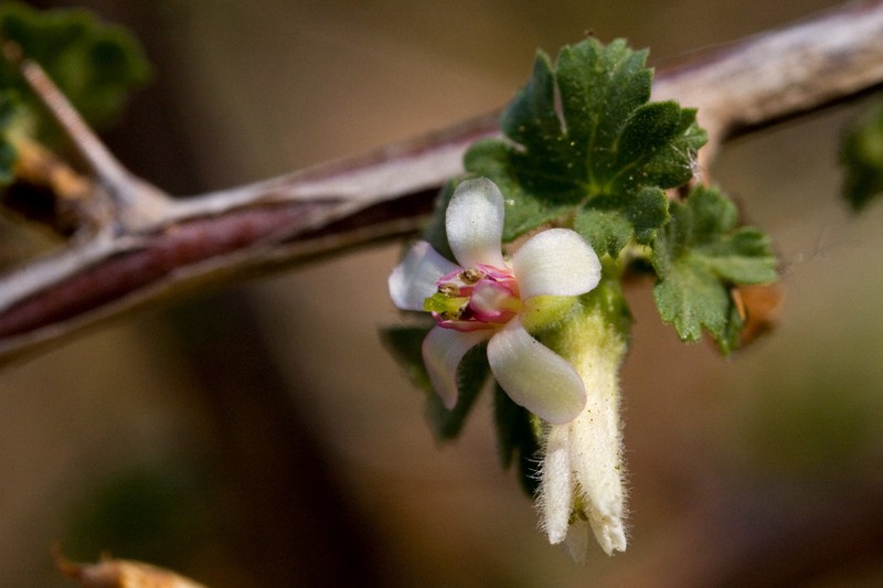 Trumpet Gooseberry photo 5
