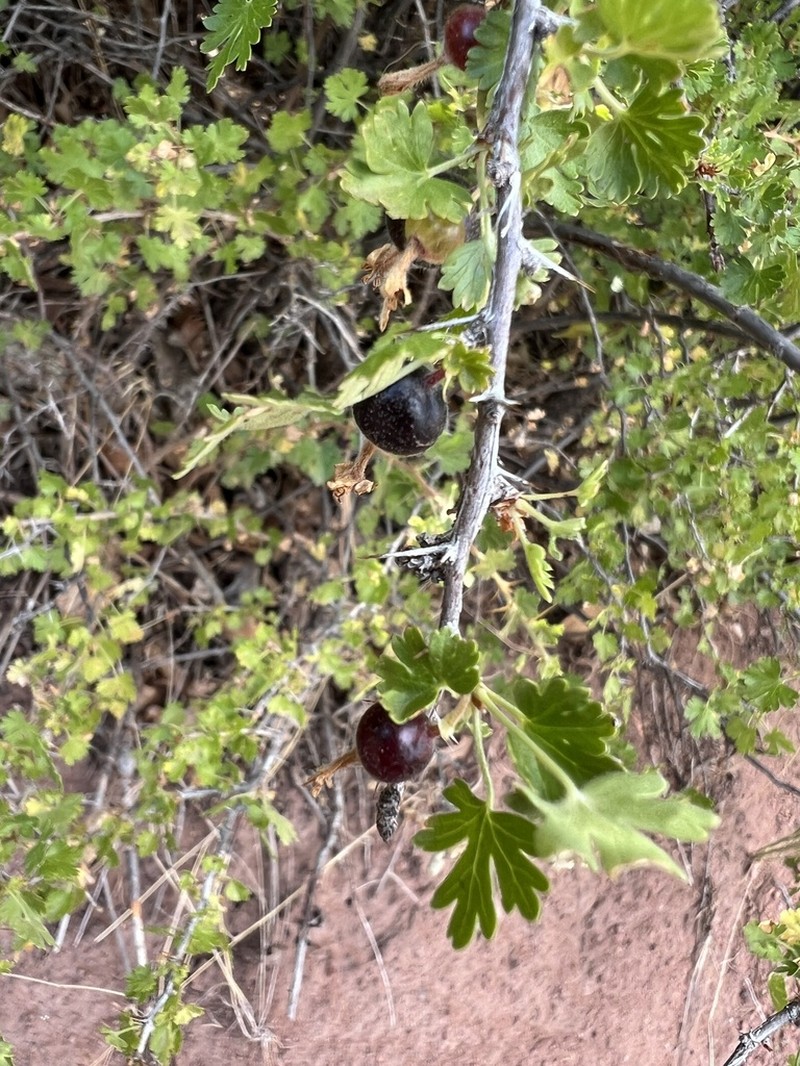 Trumpet Gooseberry photo 6
