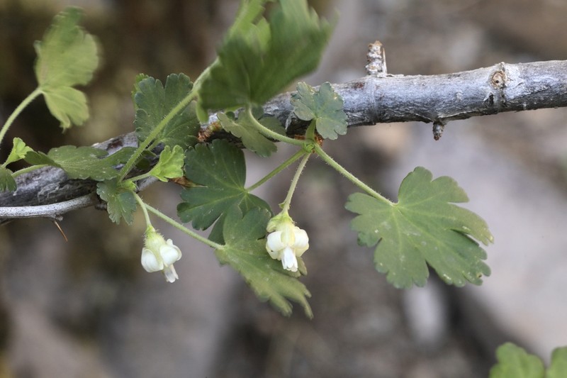Trumpet Gooseberry photo 7