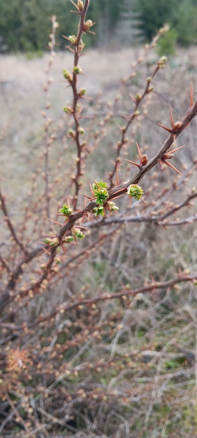 Gummy Gooseberry photo 7