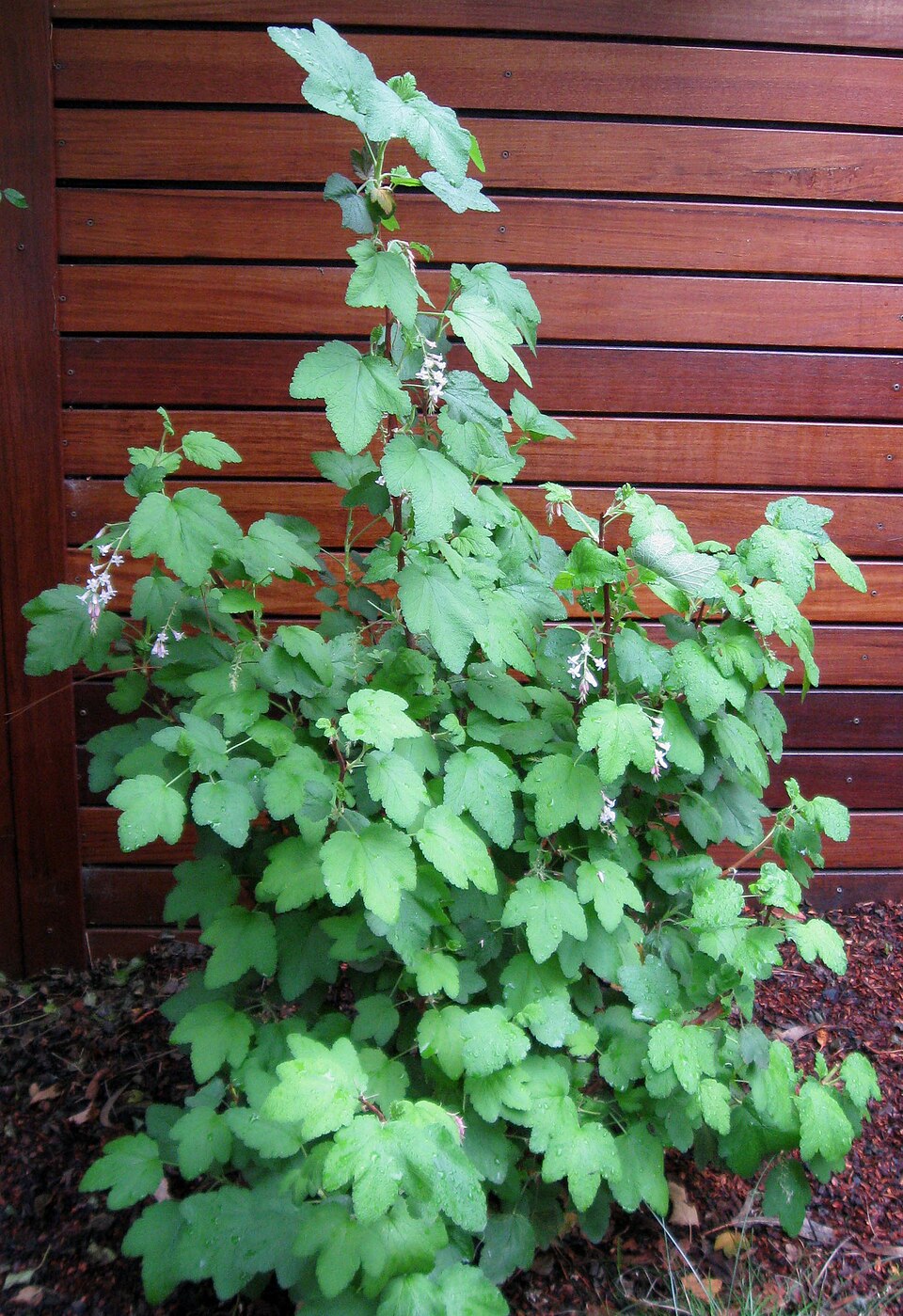 Chaparral Currant photo 4