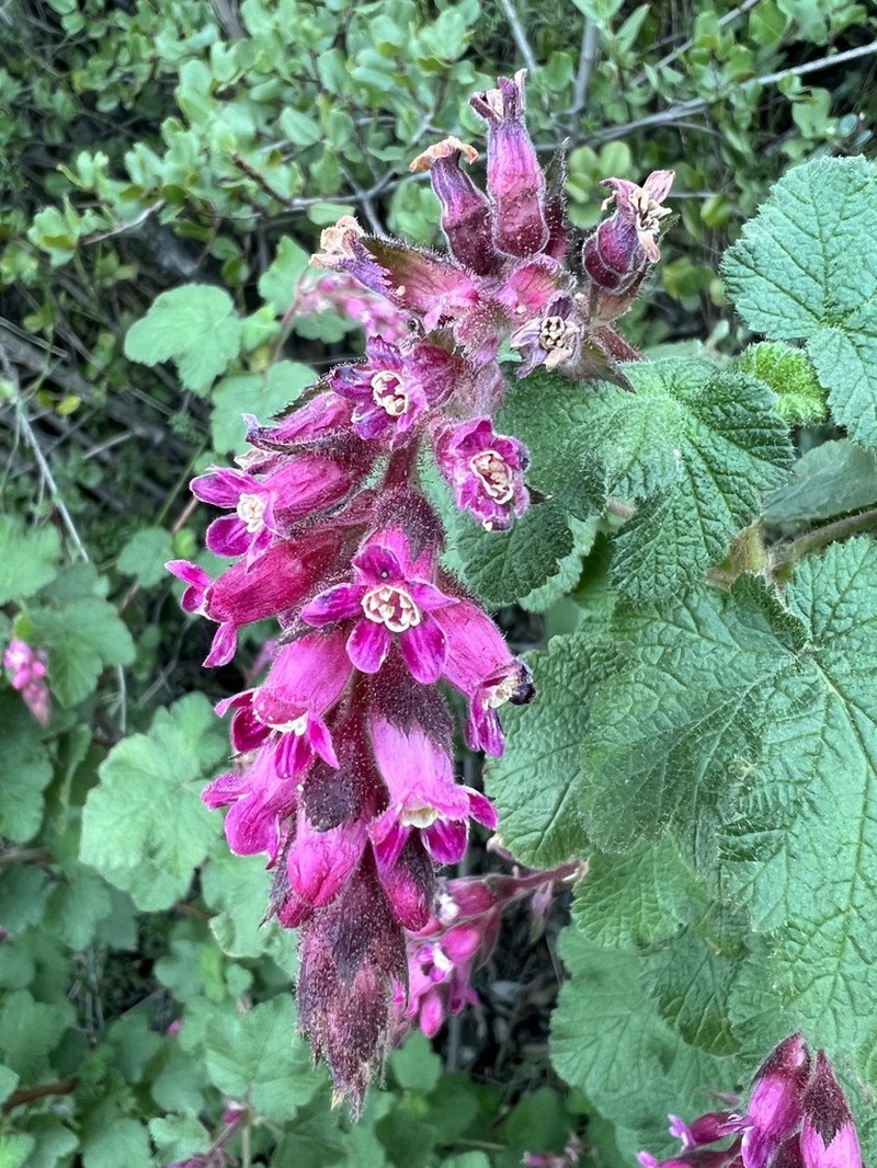 Chaparral Currant photo 2