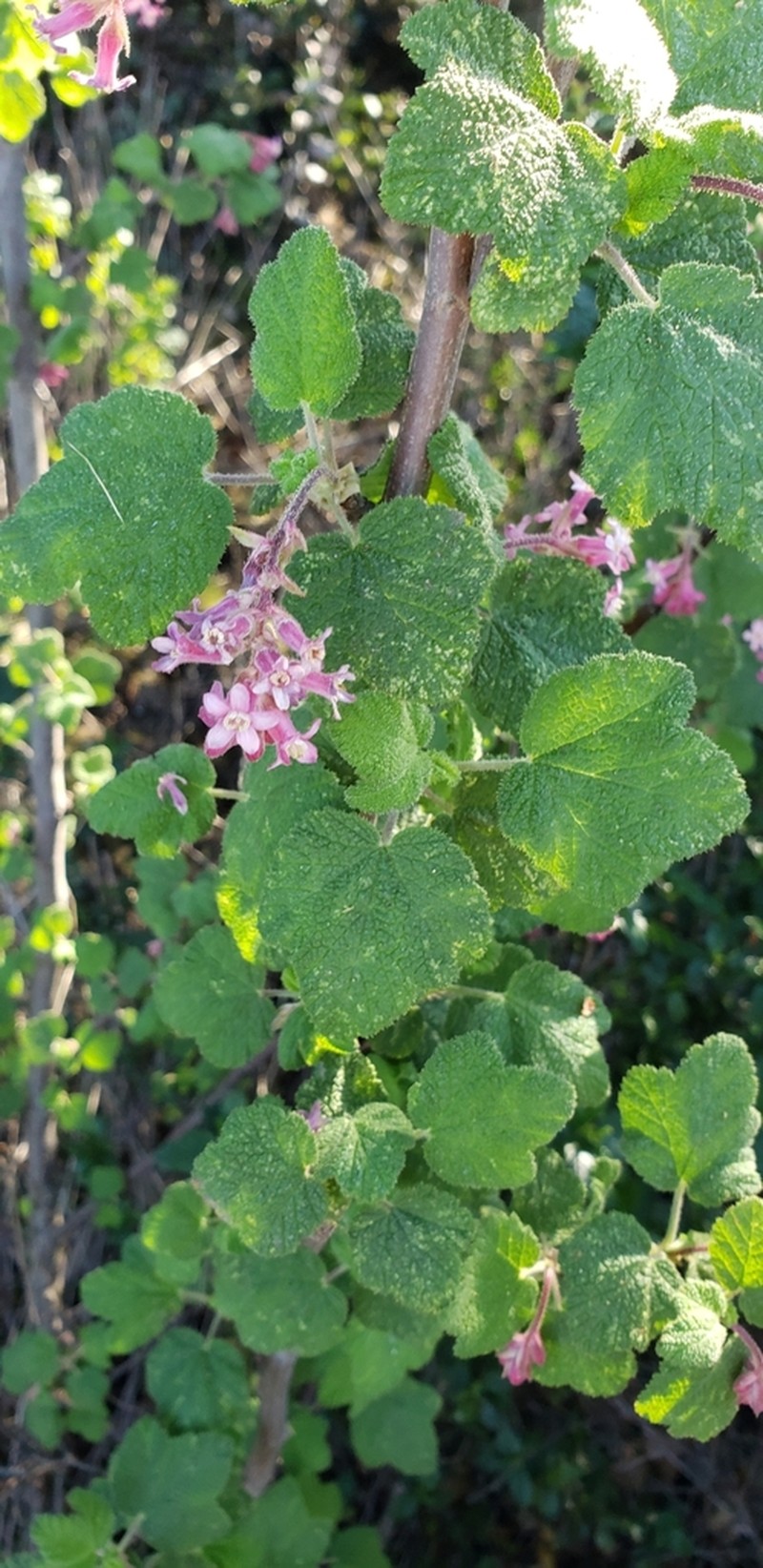 Chaparral Currant photo 3