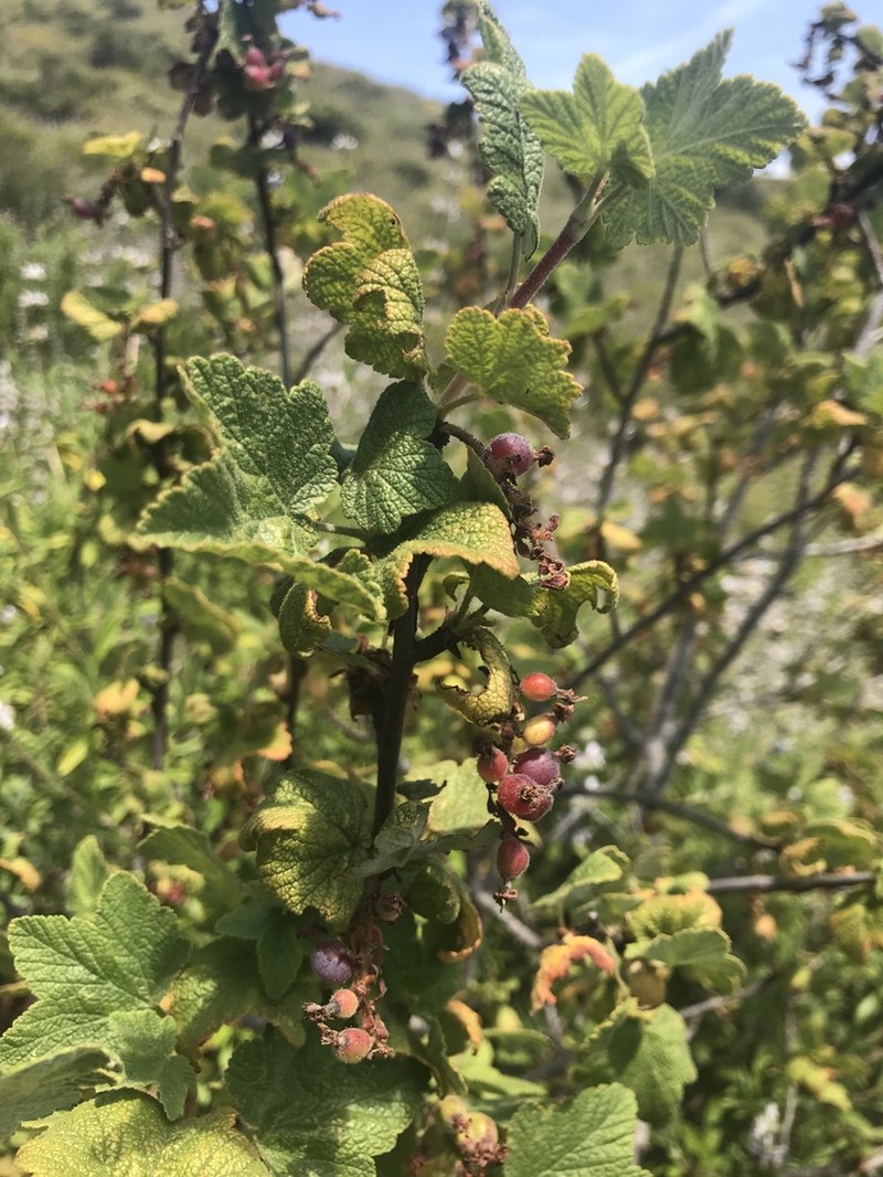 Chaparral Currant photo 4