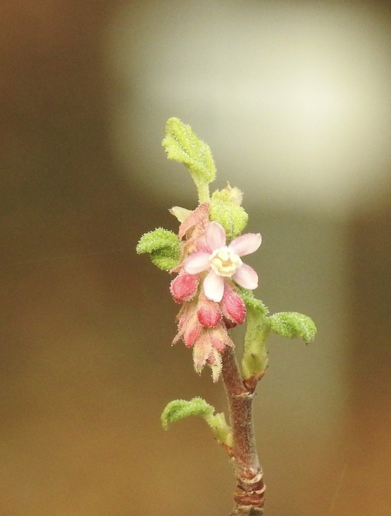Chaparral Currant photo 5