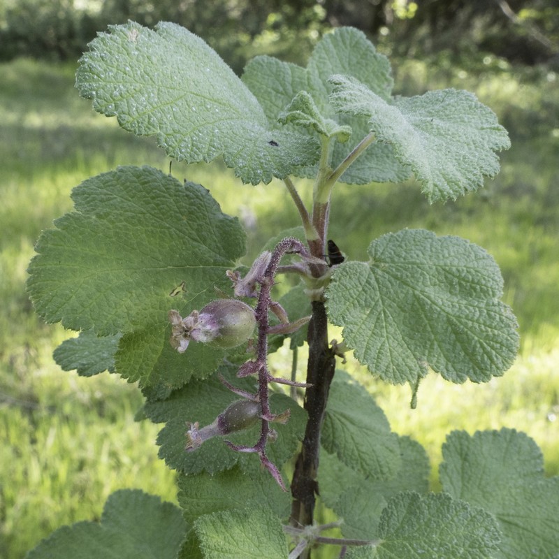 Chaparral Currant photo 6