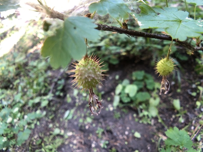 Hupa Gooseberry
