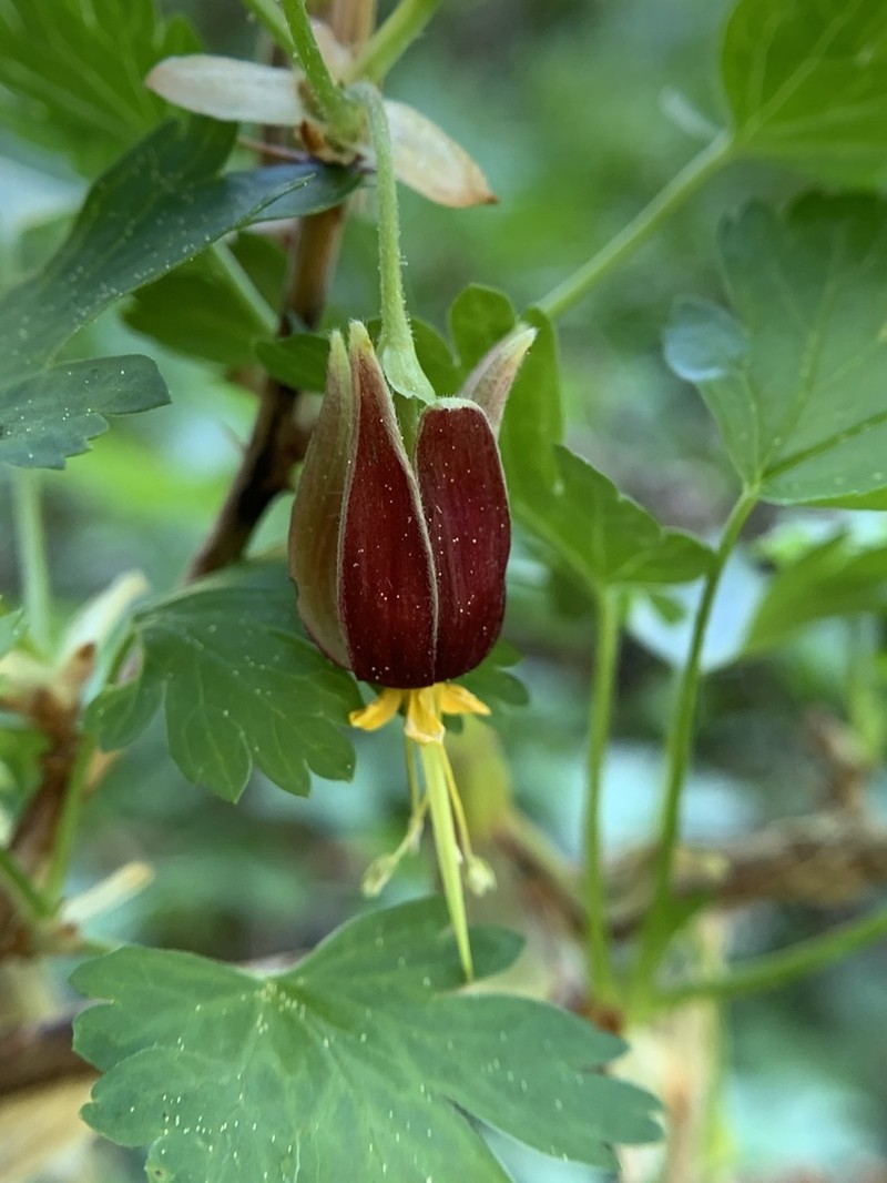 Hupa Gooseberry photo 2