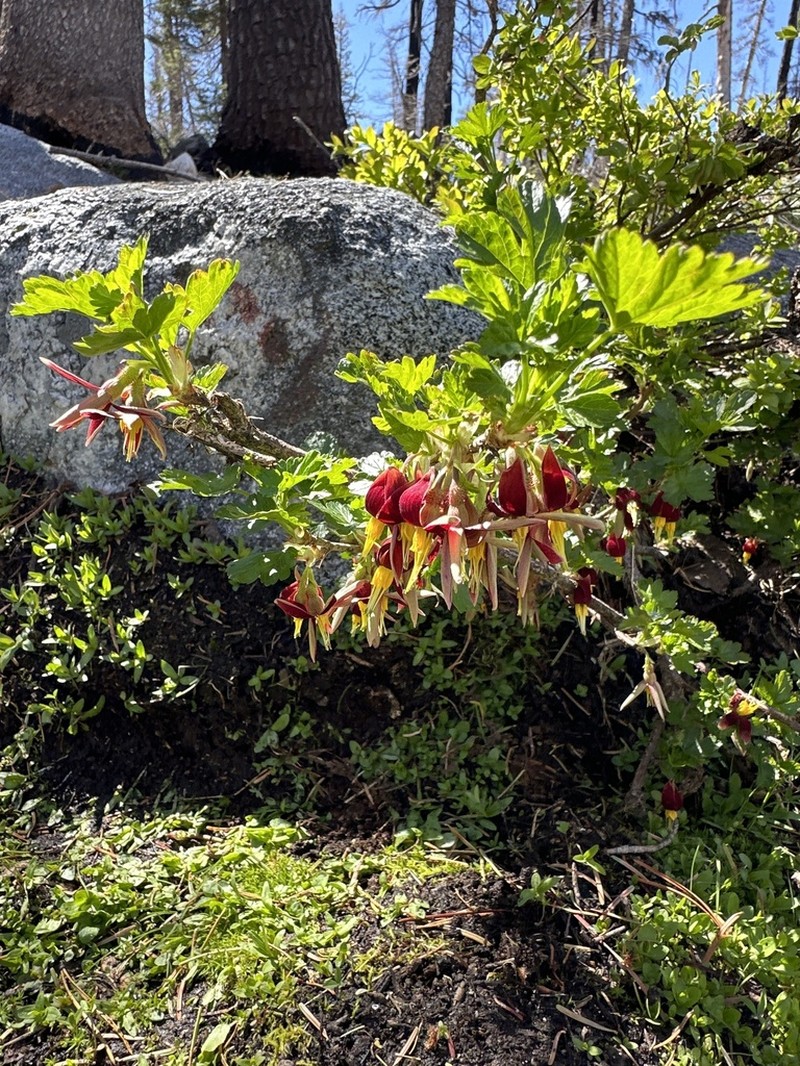 Hupa Gooseberry photo 3