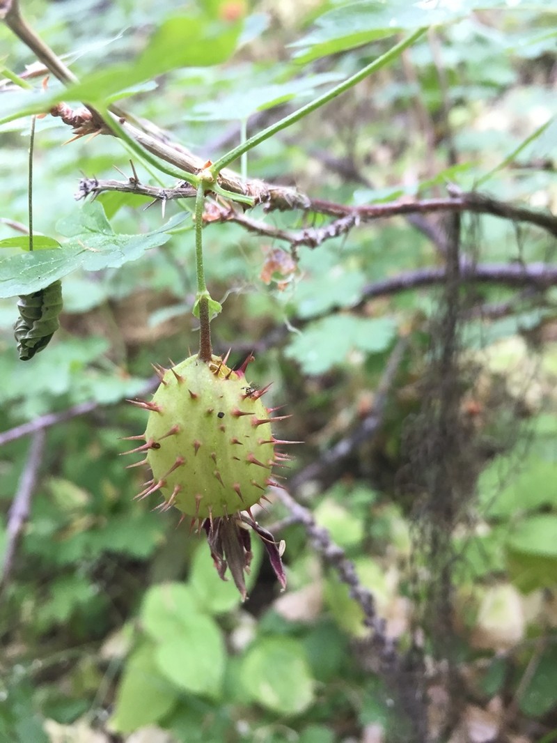 Hupa Gooseberry photo 5