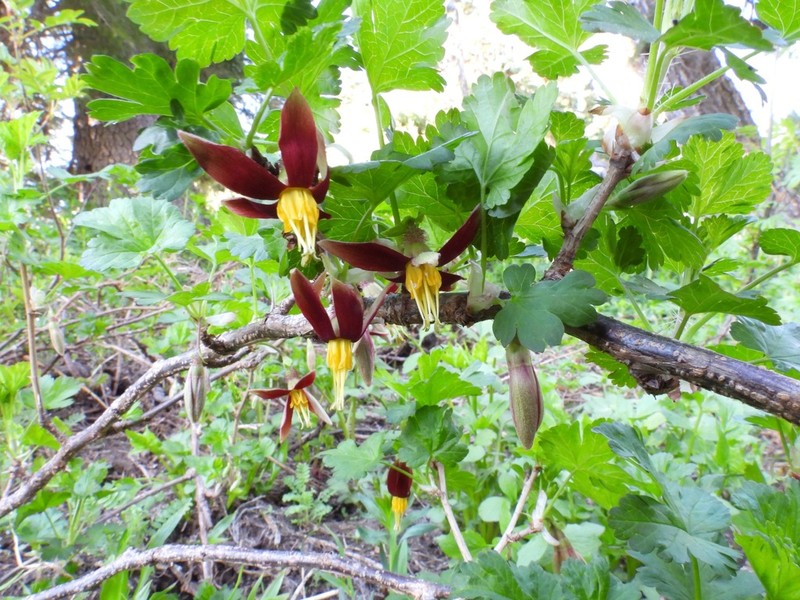 Hupa Gooseberry photo 7