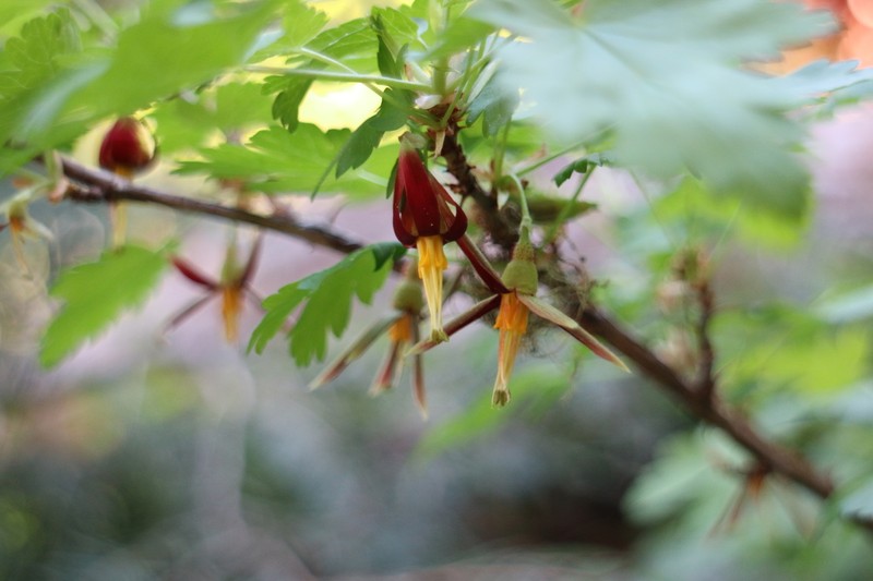 Hupa Gooseberry photo 8