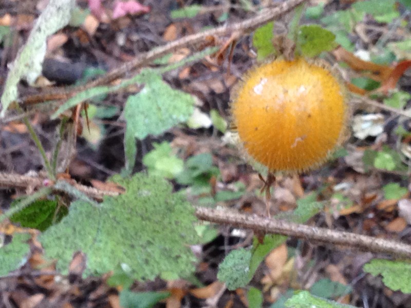 Canyon Gooseberry photo 2