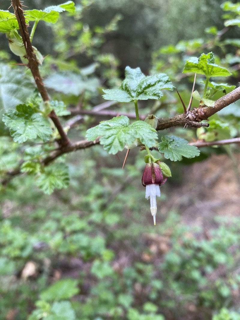Canyon Gooseberry photo 3