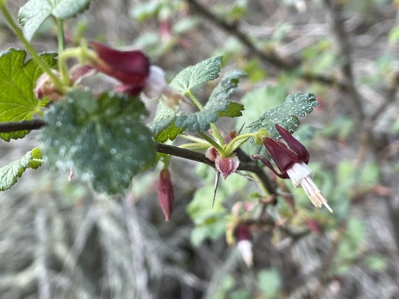 Canyon Gooseberry photo 4