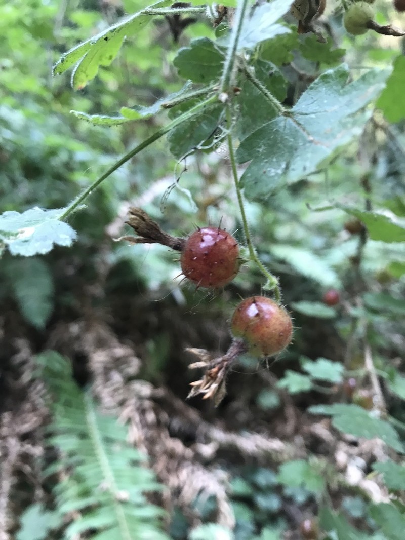 Canyon Gooseberry photo 5
