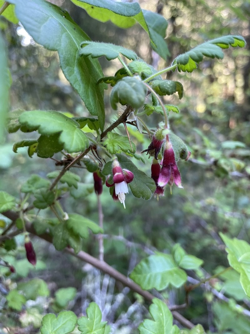 Canyon Gooseberry photo 6
